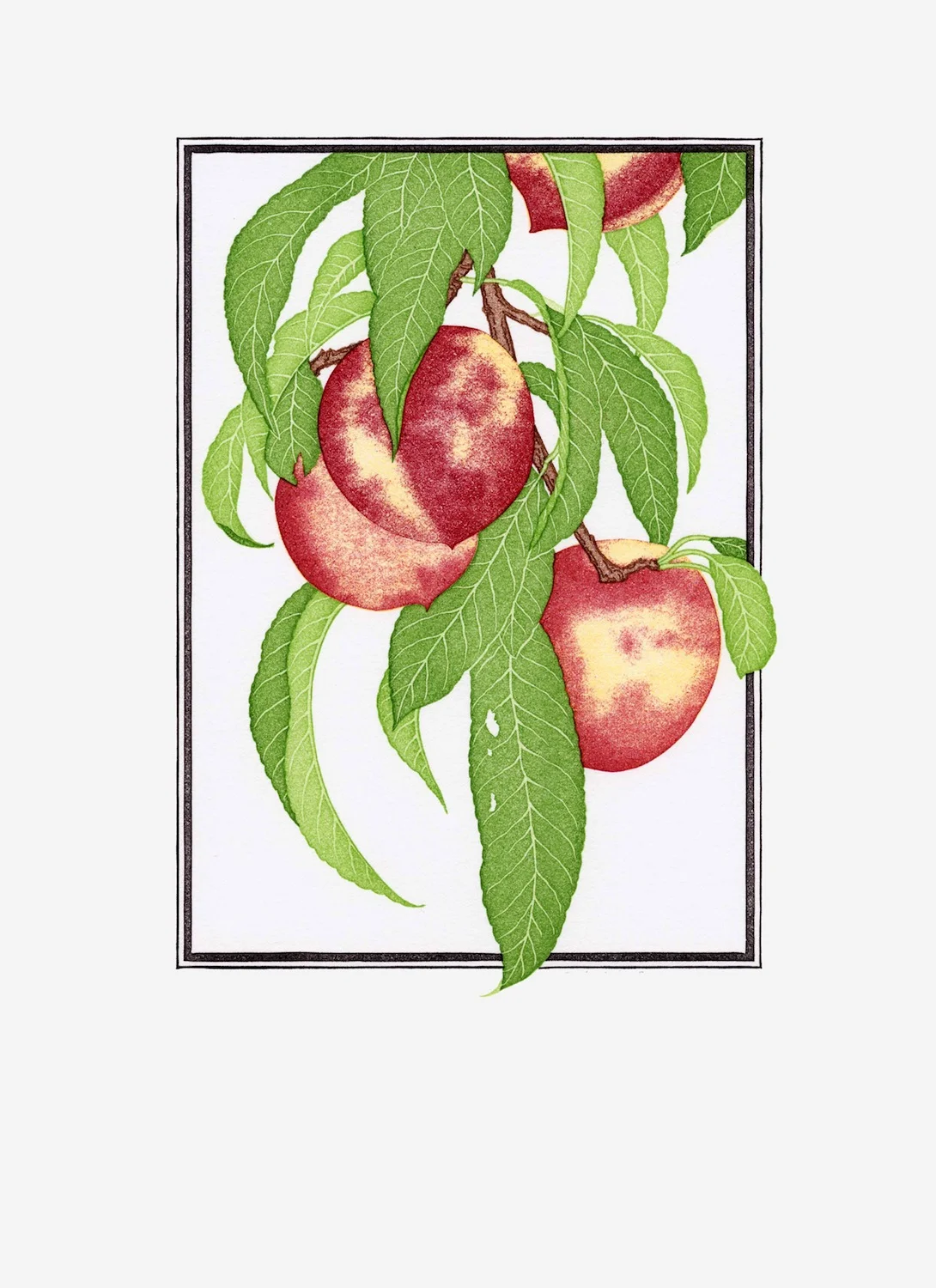 Fruit Prints — Patricia Curtan
